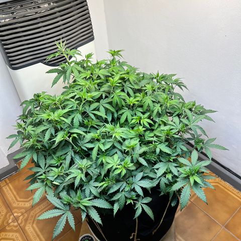 Super Lemon Haze growlog timeline photo