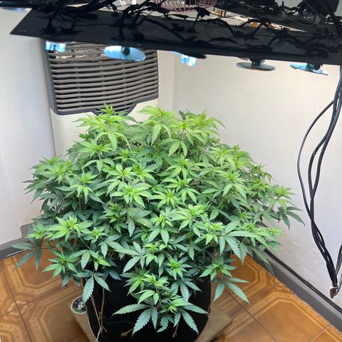 Super Lemon Haze growlog timeline photo