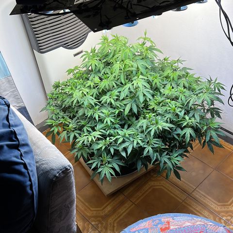Super Lemon Haze growlog timeline photo