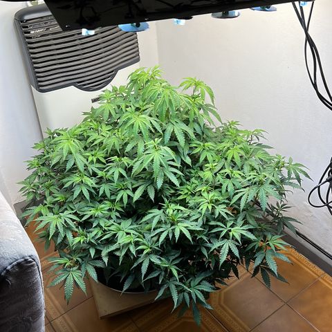 Super Lemon Haze growlog timeline photo
