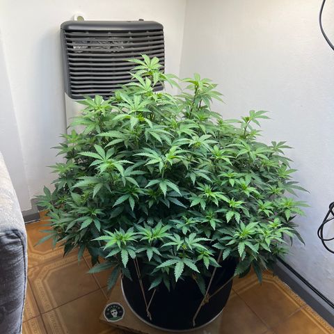 Super Lemon Haze growlog timeline photo