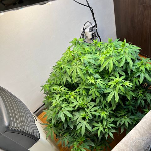 Super Lemon Haze growlog timeline photo