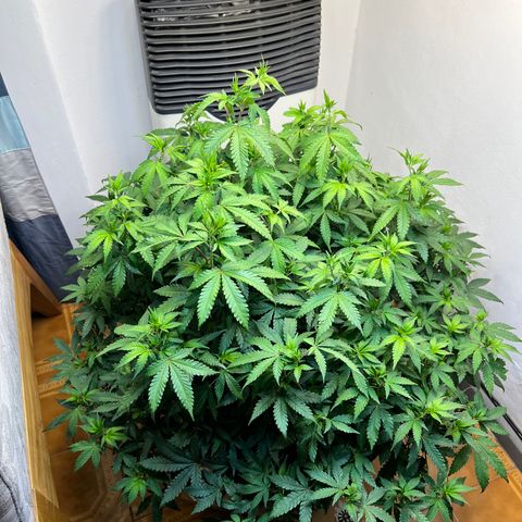 Super Lemon Haze growlog timeline photo