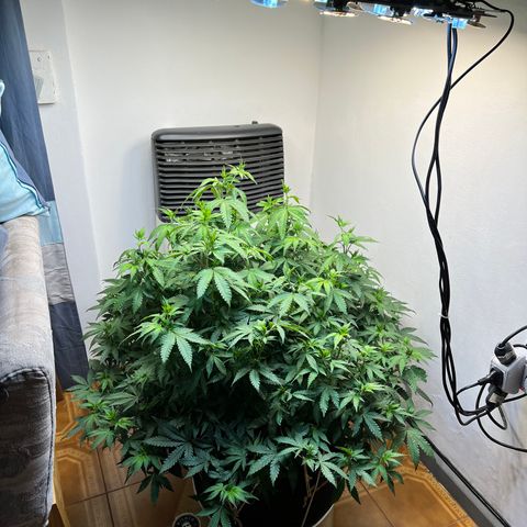 Super Lemon Haze growlog timeline photo
