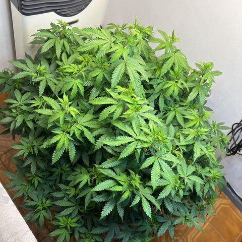 Super Lemon Haze growlog timeline photo