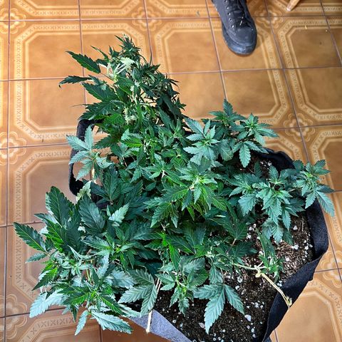 Super Lemon Haze growlog timeline photo