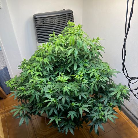 Super Lemon Haze growlog timeline photo