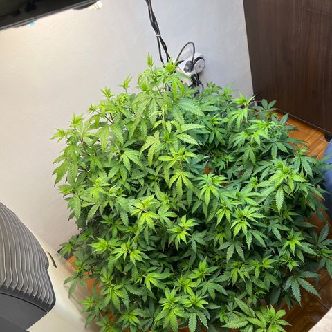 Super Lemon Haze growlog timeline photo