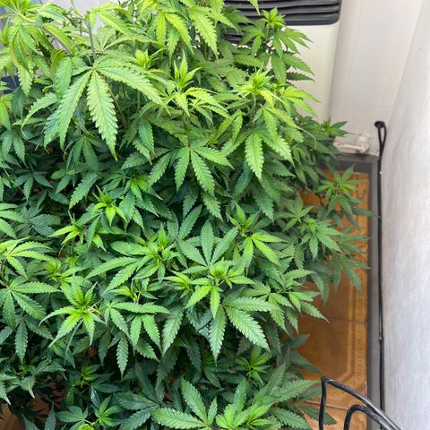 Super Lemon Haze growlog timeline photo