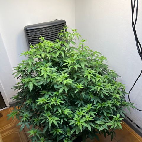 Super Lemon Haze growlog timeline photo