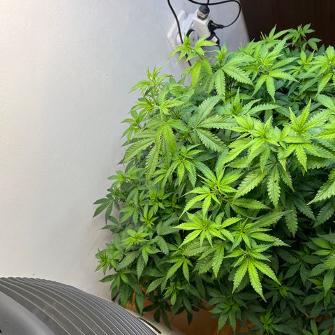 Super Lemon Haze growlog timeline photo