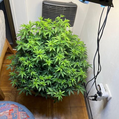 Super Lemon Haze growlog timeline photo