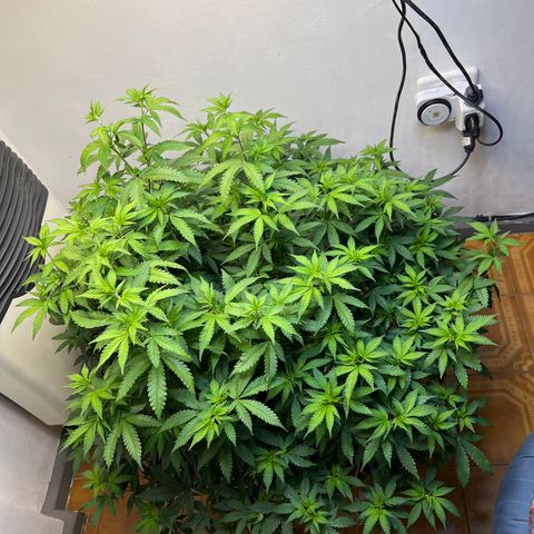Super Lemon Haze growlog timeline photo