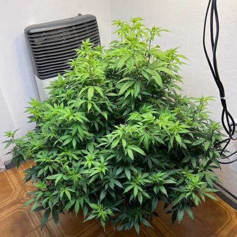 Super Lemon Haze growlog timeline photo