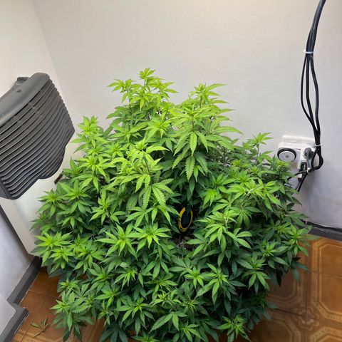 Super Lemon Haze growlog timeline photo