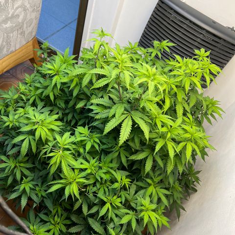 Super Lemon Haze growlog timeline photo