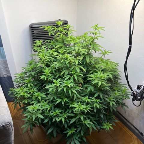 Super Lemon Haze growlog timeline photo