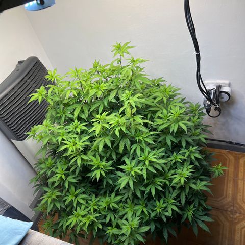 Super Lemon Haze growlog timeline photo