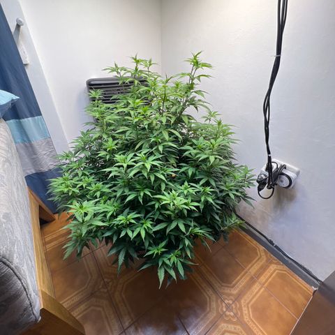 Super Lemon Haze growlog photo: Día pasaje a Flora