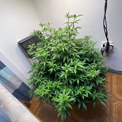 Super Lemon Haze growlog photo: Día pasaje a Flora