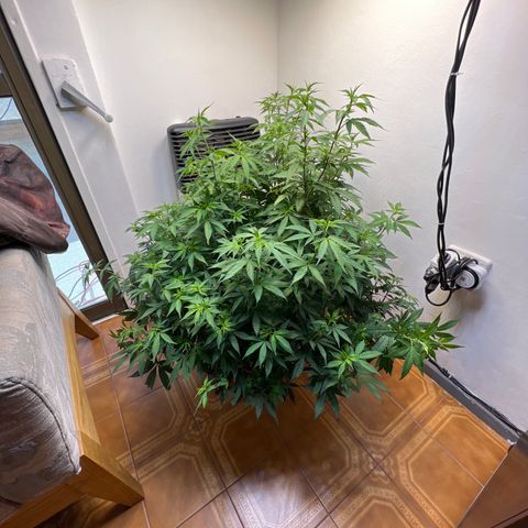 Super Lemon Haze growlog timeline photo