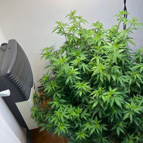 Super Lemon Haze growlog timeline photo