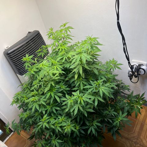 Super Lemon Haze growlog timeline photo