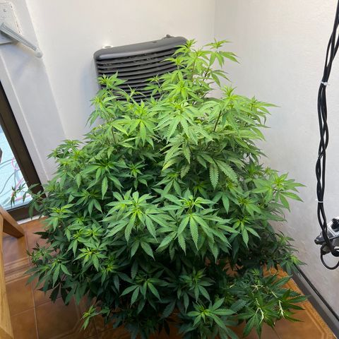 Super Lemon Haze growlog timeline photo