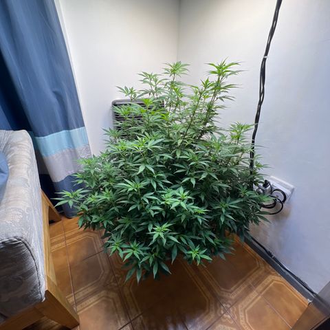 Super Lemon Haze growlog timeline photo