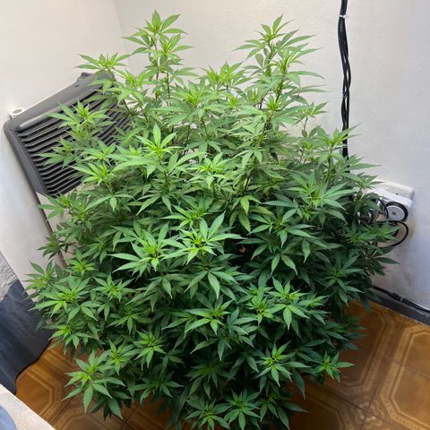Super Lemon Haze growlog timeline photo