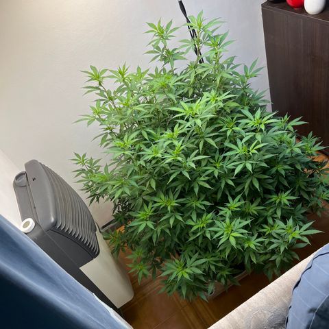 Super Lemon Haze growlog timeline photo