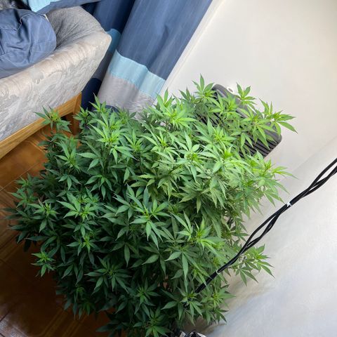 Super Lemon Haze growlog timeline photo