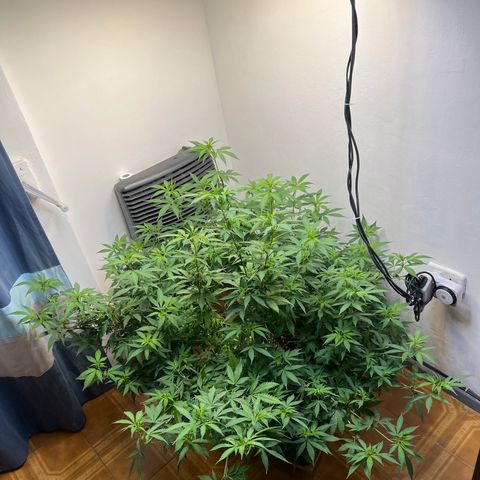 Super Lemon Haze growlog timeline photo