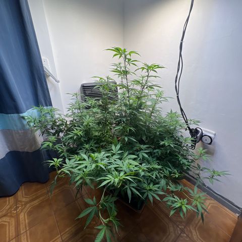Super Lemon Haze growlog timeline photo