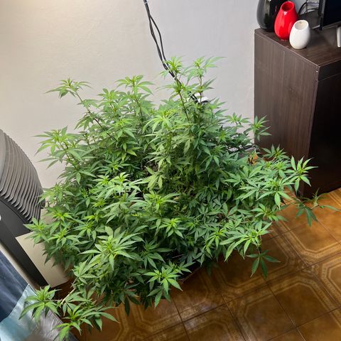 Super Lemon Haze growlog timeline photo