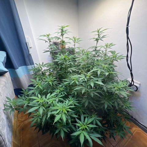 Super Lemon Haze growlog timeline photo