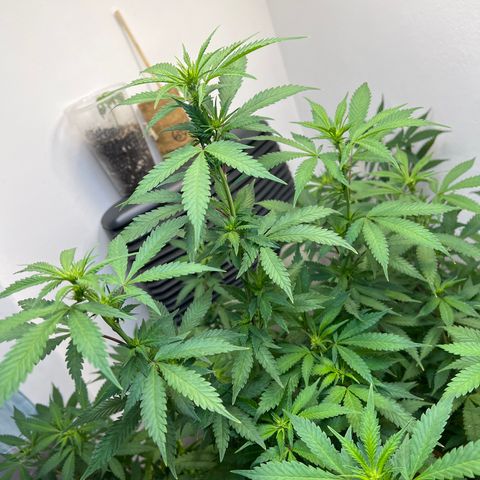 Super Lemon Haze growlog timeline photo