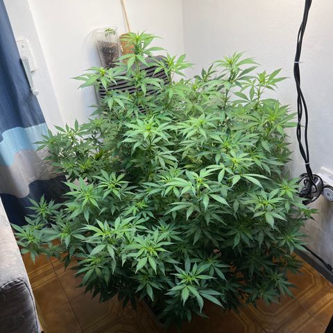 Super Lemon Haze growlog timeline photo