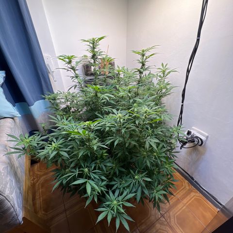 Super Lemon Haze growlog timeline photo