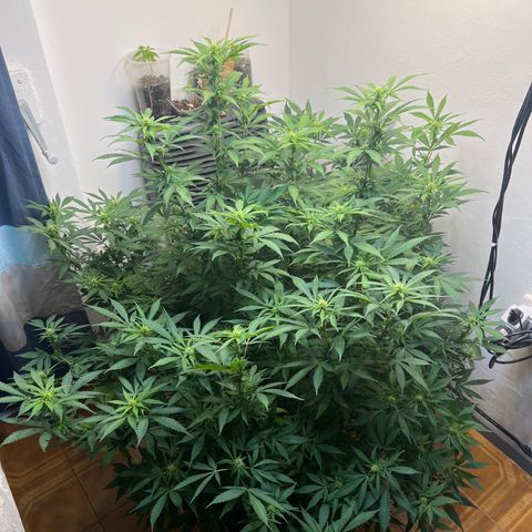 Super Lemon Haze growlog timeline photo