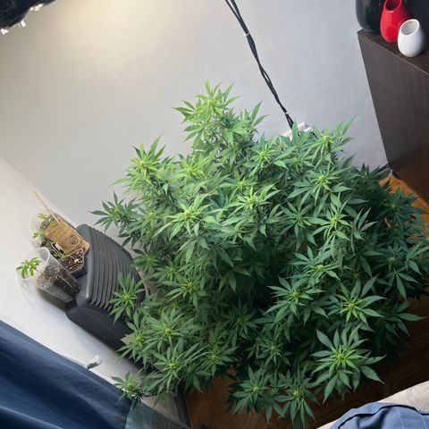 Super Lemon Haze growlog timeline photo