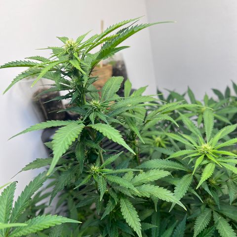 Super Lemon Haze growlog timeline photo