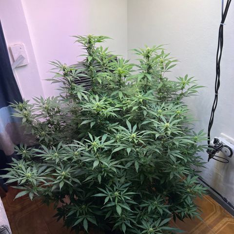 Super Lemon Haze growlog timeline photo