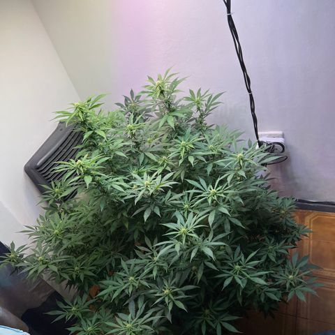 Super Lemon Haze growlog timeline photo