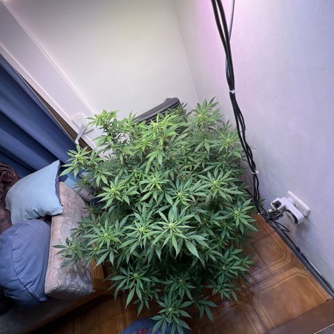 Super Lemon Haze growlog timeline photo