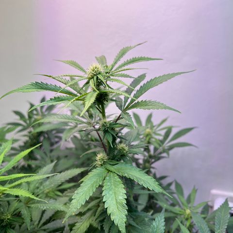 Super Lemon Haze growlog timeline photo