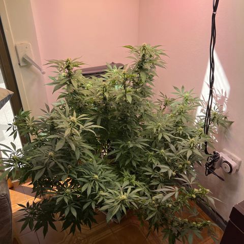 Super Lemon Haze growlog timeline photo