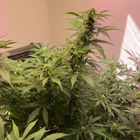 Super Lemon Haze growlog timeline photo