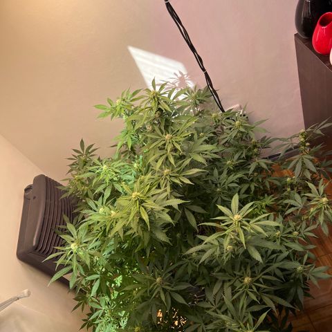 Super Lemon Haze growlog timeline photo