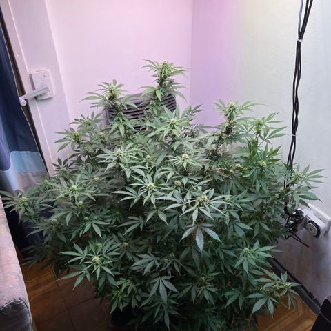 Super Lemon Haze growlog timeline photo